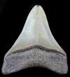 Serrated, Fossil Megalodon Tooth - Georgia #76555-2